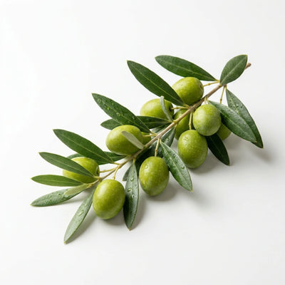 Olive Leaf Extract